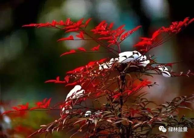 南天竹盆景的矮化和养护【图】