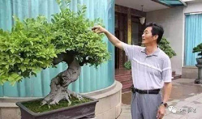 魏积泉收藏的盆景与奇石【图】