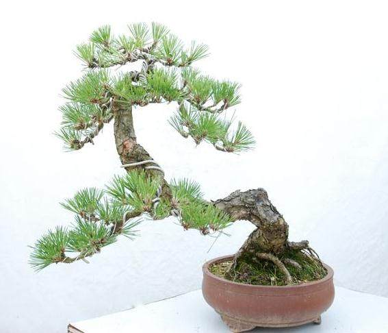 黑松盆景的高贵与典雅