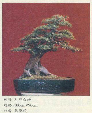 荆州盆景造型是受到楚文化的启发