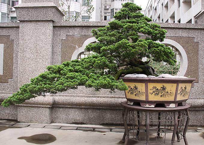 玉林市召开第六届盆景青石摄艺书画摄影展总结大会【图】