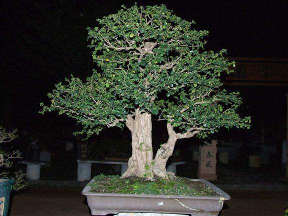 福建省召开第二届盆景拳术研讨会【图】