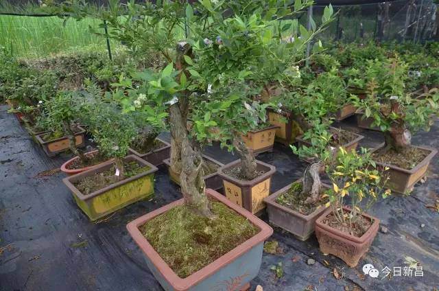新昌夫妇捣鼓出了价值连城的蓝莓盆景！