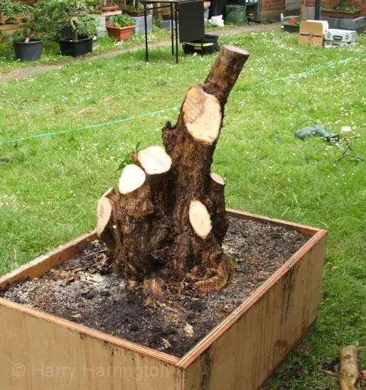 图解 女贞盆景怎样洗根培养的过程