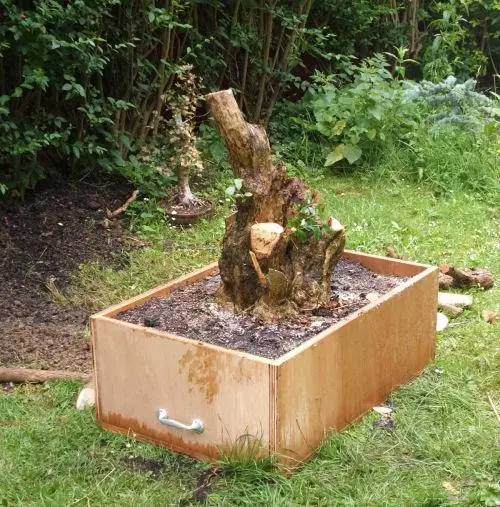 图解 女贞盆景怎样洗根培养的过程