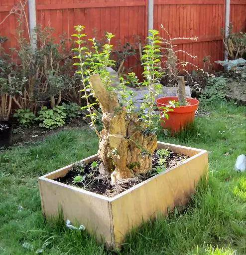 图解 女贞盆景怎样洗根培养的过程