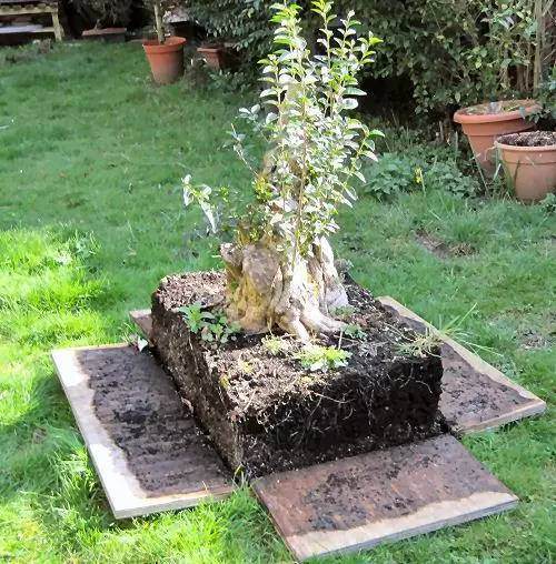 图解 女贞盆景怎样洗根培养的过程