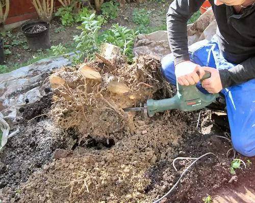 图解 女贞盆景怎样洗根培养的过程