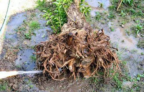 图解 女贞盆景怎样洗根培养的过程