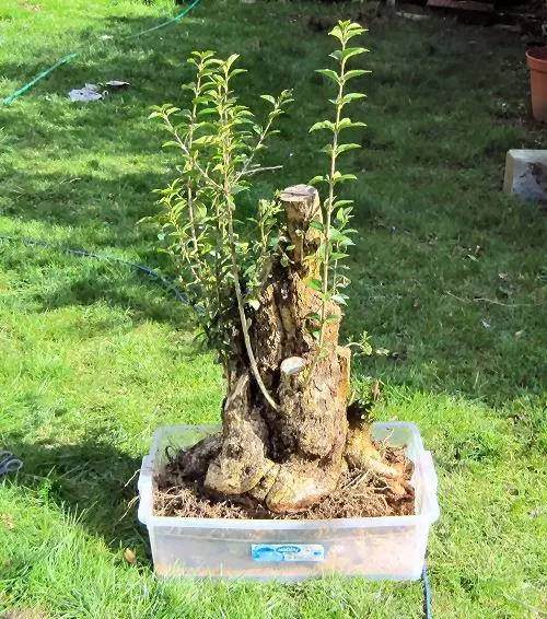 图解 女贞盆景怎样洗根培养的过程