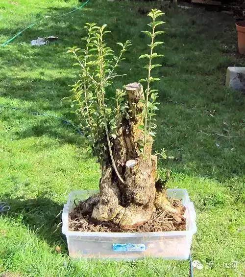 图解 女贞盆景怎样洗根培养的过程