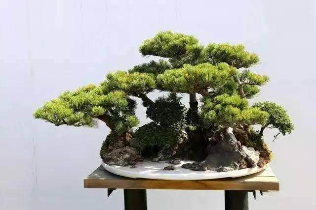 徽派盆景的制作技艺