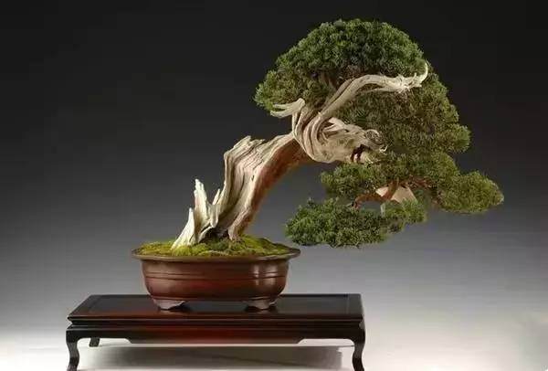 徽派盆景的制作技艺