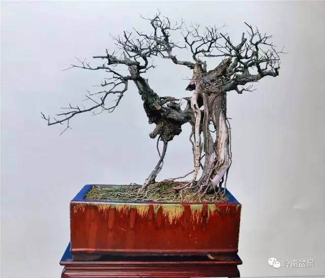 朽干式盆景怎么演绎生命的神奇