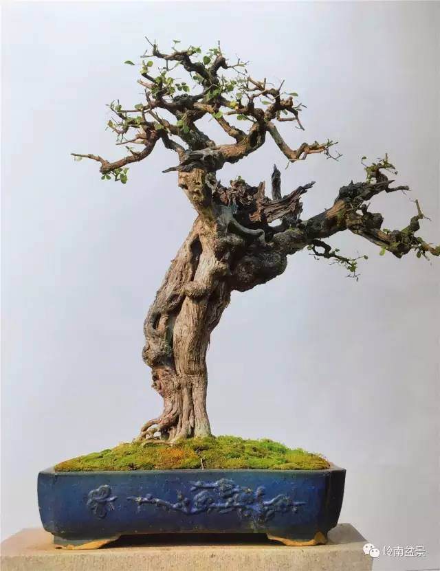 朽干式盆景怎么演绎生命的神奇