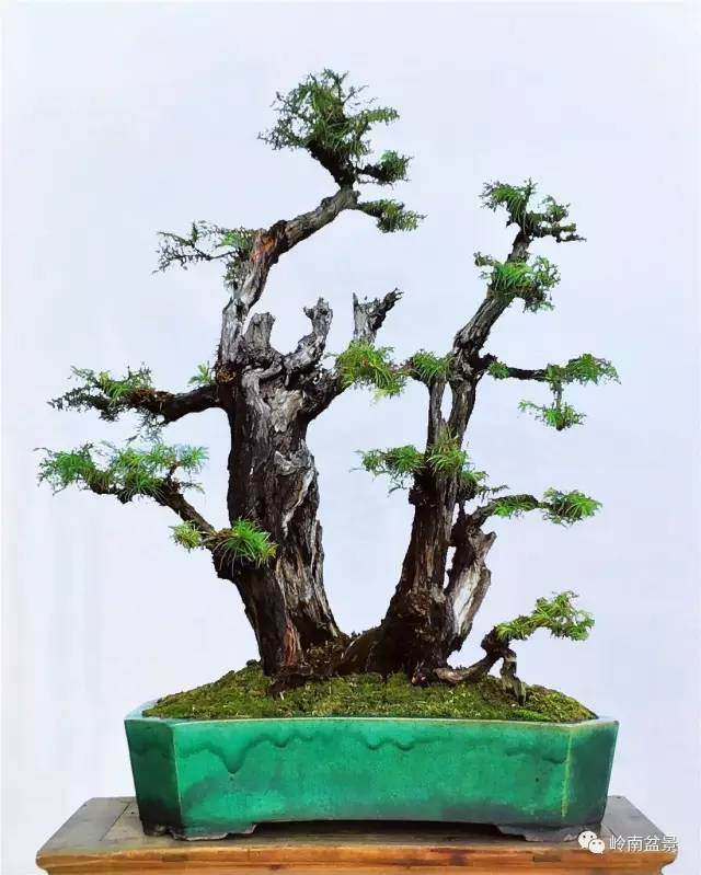 朽干式盆景怎么演绎生命的神奇