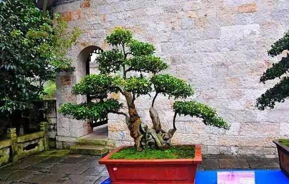 怎么在农贸市场或花店购买树木盆景的3个方法