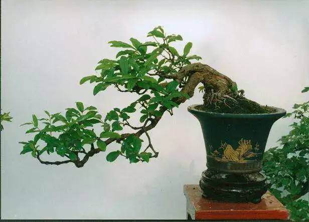 怎么在农贸市场或花店购买树木盆景的3个方法