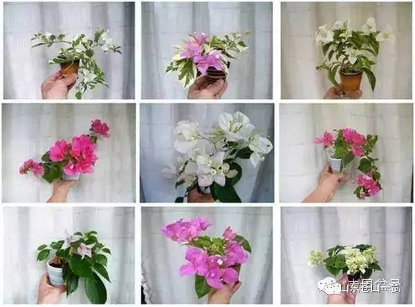 三角梅微型盆景的制作与养护【图解】