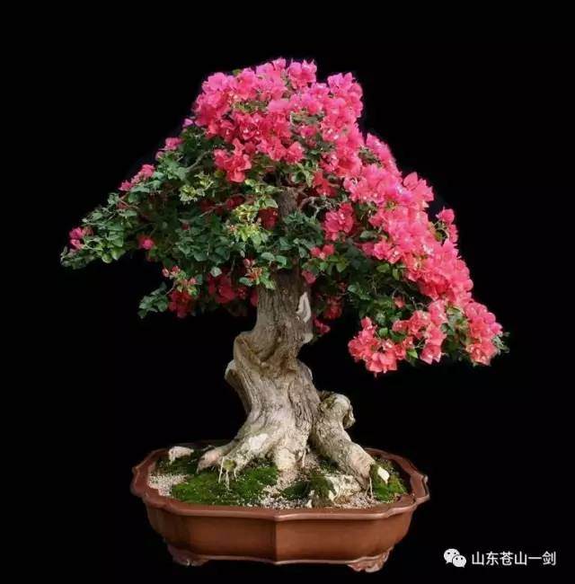 三角梅微型盆景怎么制作养护的9个方法