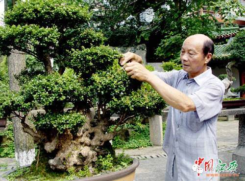 陈顺远:江西盆景艺术的开拓者