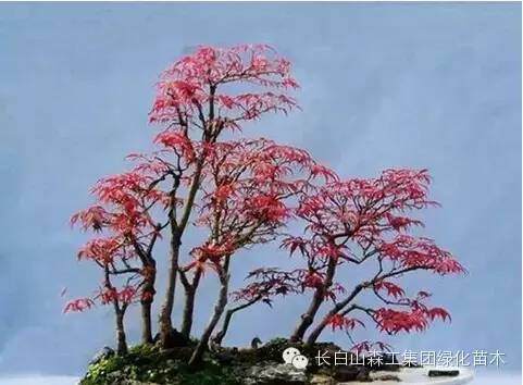 红枫盆景怎么制作养护的方法