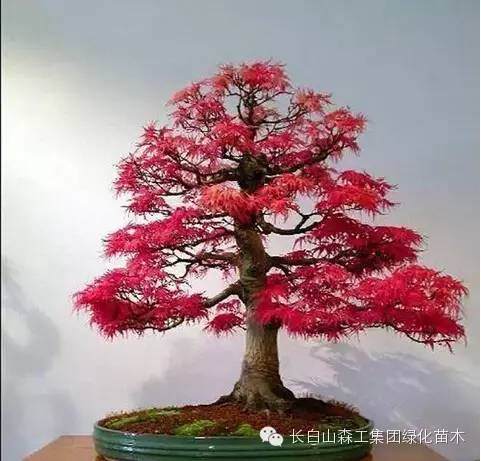 红枫盆景的制作与养护