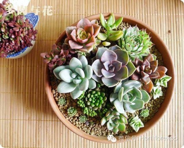 多肉盆景养殖-新手入门