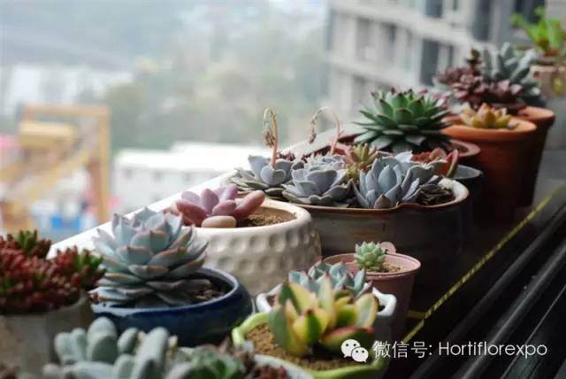 多肉盆景养殖-新手入门