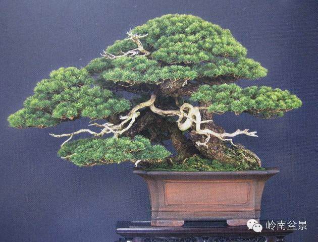 中国与日本盆景艺术都需要绘画理论的的指导