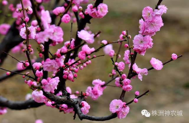 2015年 株洲神农塔梅花盆景艺术展