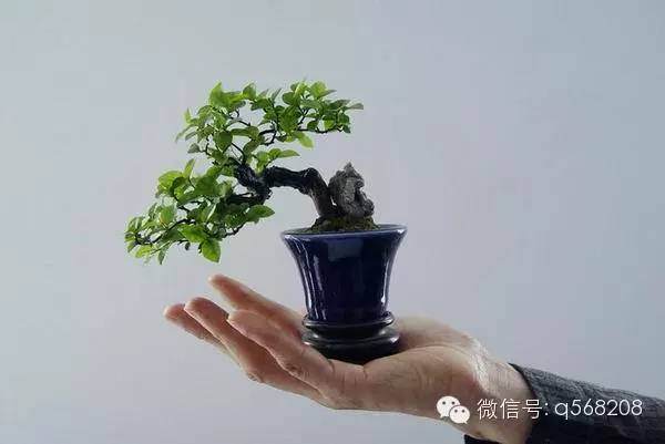 微型盆景的制作取材方法