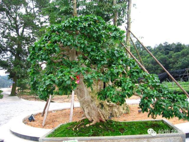 我国古代盆景有哪几个重大历史飞跃？