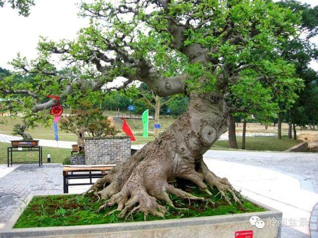 我国古代盆景有哪几个重大历史飞跃？