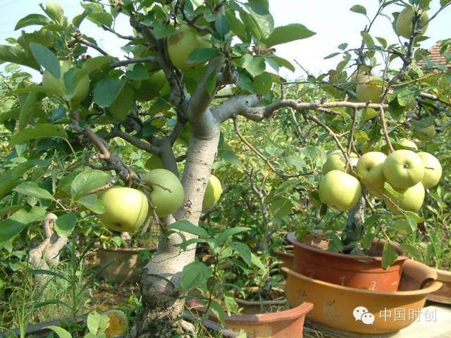 我国果树盆景发展现状及前景分析