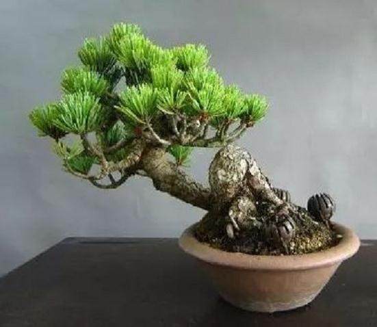 五针松盆景在关健部位缺少出枝，可用何种方法改进？