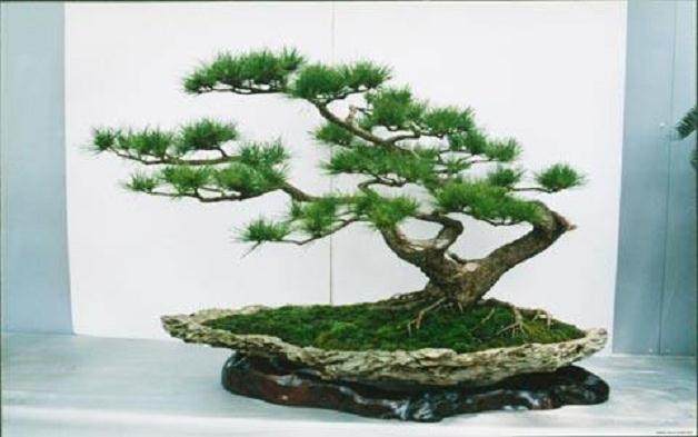 五针松怎样繁殖？盆景养护应注意什么？【图】