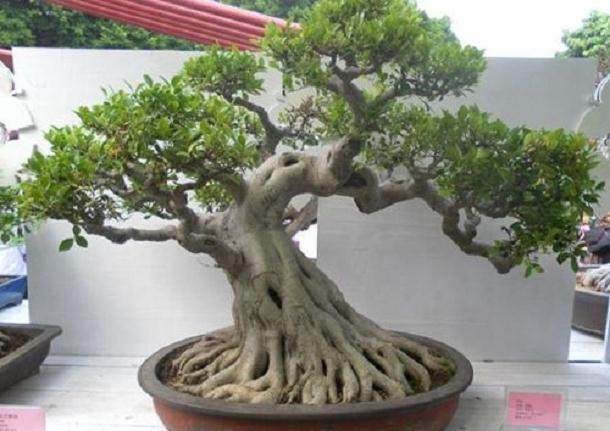 榕树盆景采用何种嫁接方式?如何养护?【图解】