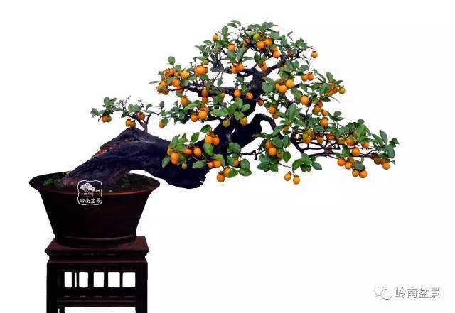 左宏发盆景艺术系列之金弹子