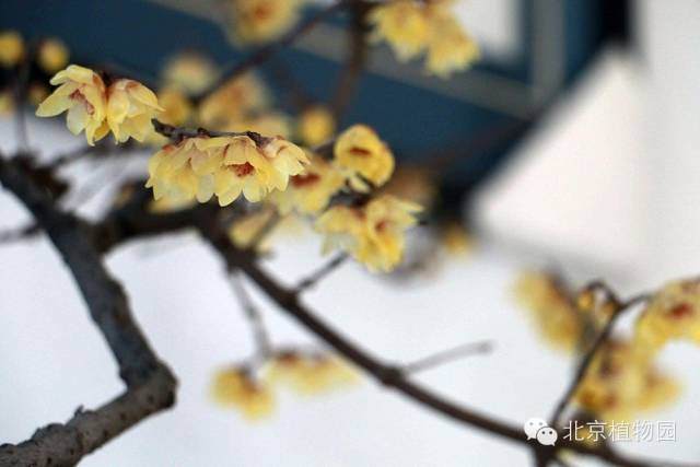 北京精品梅花、腊梅盆景展,2月15日起在盆景园举办