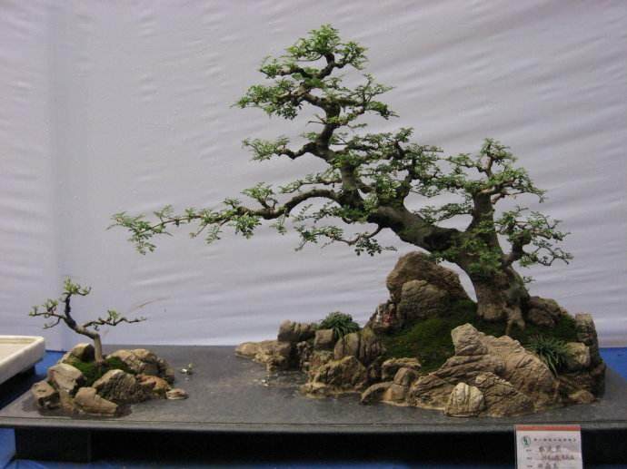 盆景乐园网举办2017第四届中国风盆景展