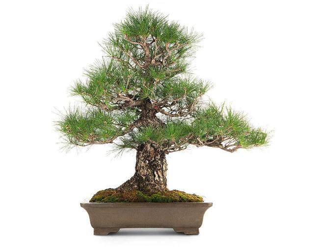 千余株盆景包括三百余株&ldquo;古董&rdquo;盆景的大观堂盆景园