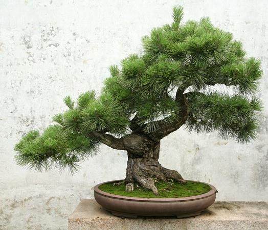 宜兴张阳村:深氧界里最美的盆景园