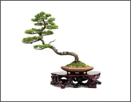 花木盆景杂志社承办“第三届中国盆景学术研讨会”