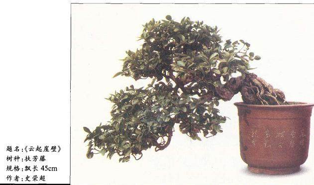 扶芳藤树桩盆景的养护与管理【图】