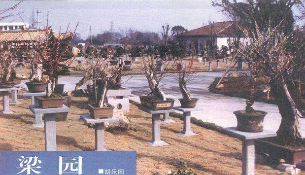 记以树木盆景为主的梁园盆景