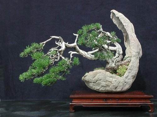 这三十年来 古老的中国盆景艺术得到了前所未有的发展