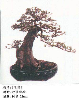 赏肖文华先盆景 谈人文精神