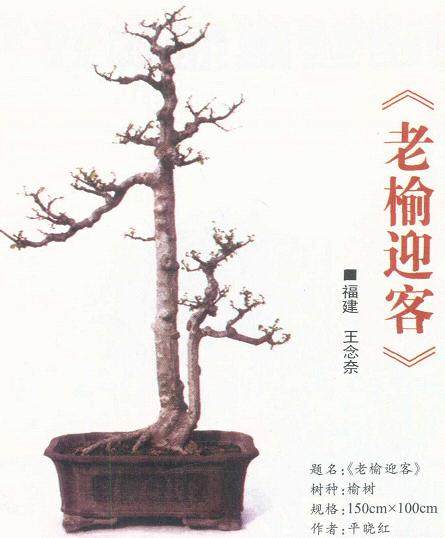 赏析平晓红先生创作的《老榆迎客》作品