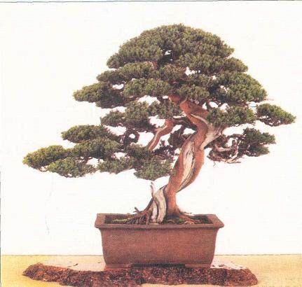 赏台湾杨修先生真柏盆景有感